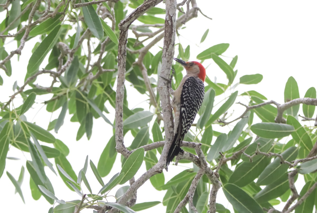 Red-bellied Woodpecker - ML620485892