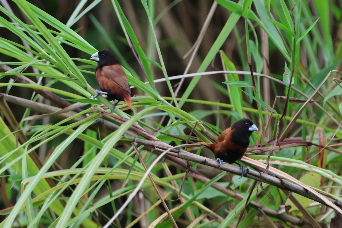 Chestnut Munia - ML620485893