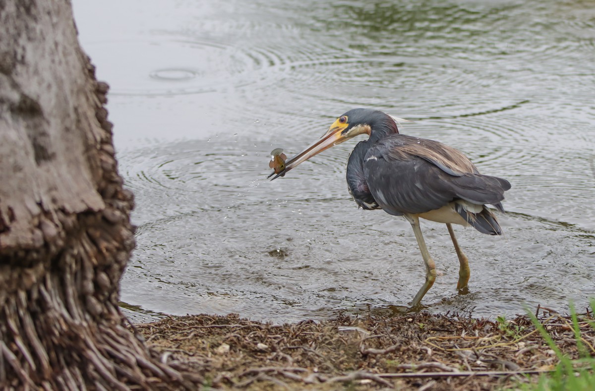 Tricolored Heron - ML620485894