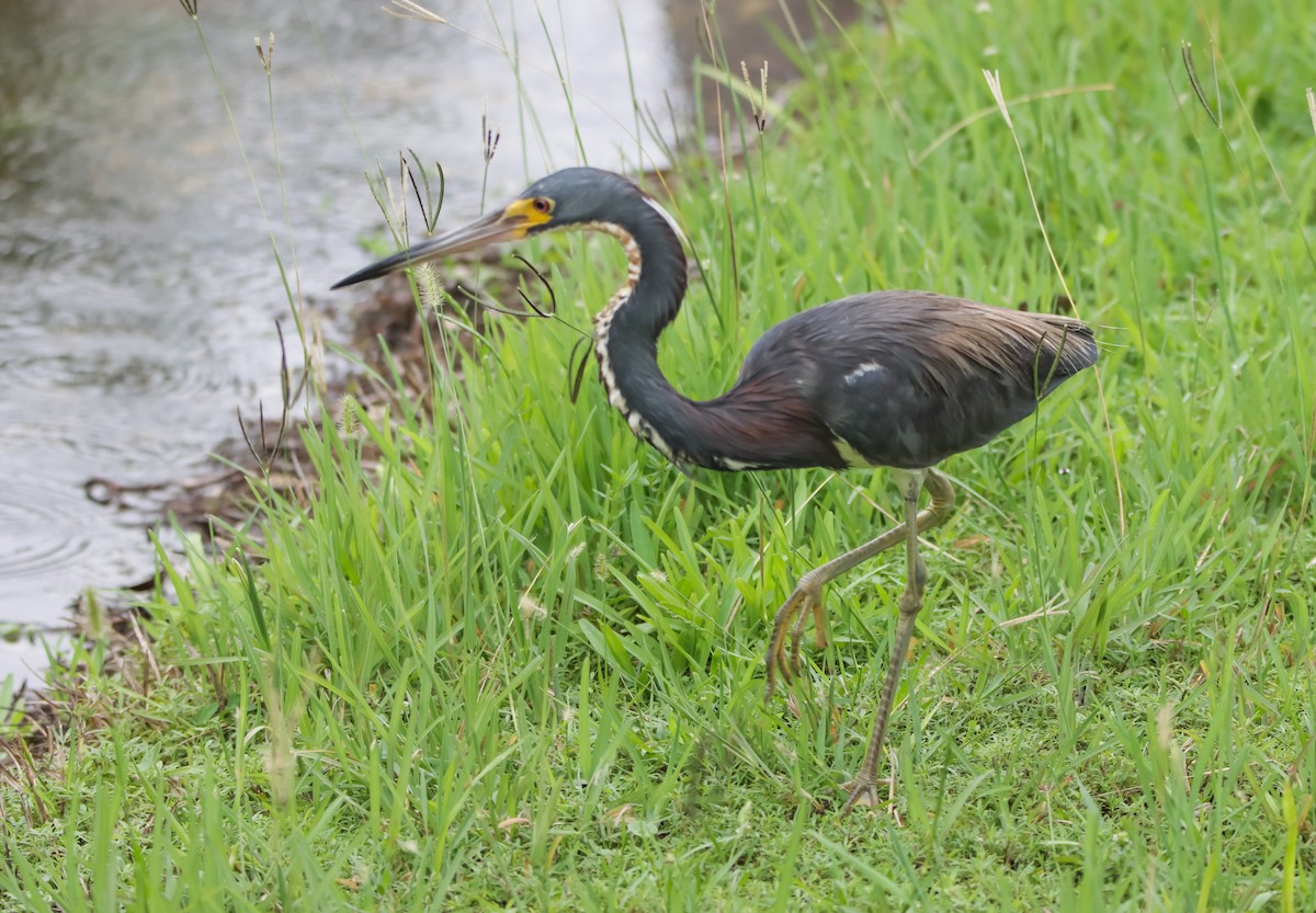 Tricolored Heron - ML620485896