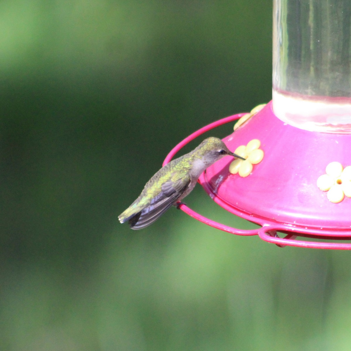 Black-chinned Hummingbird - ML620485897