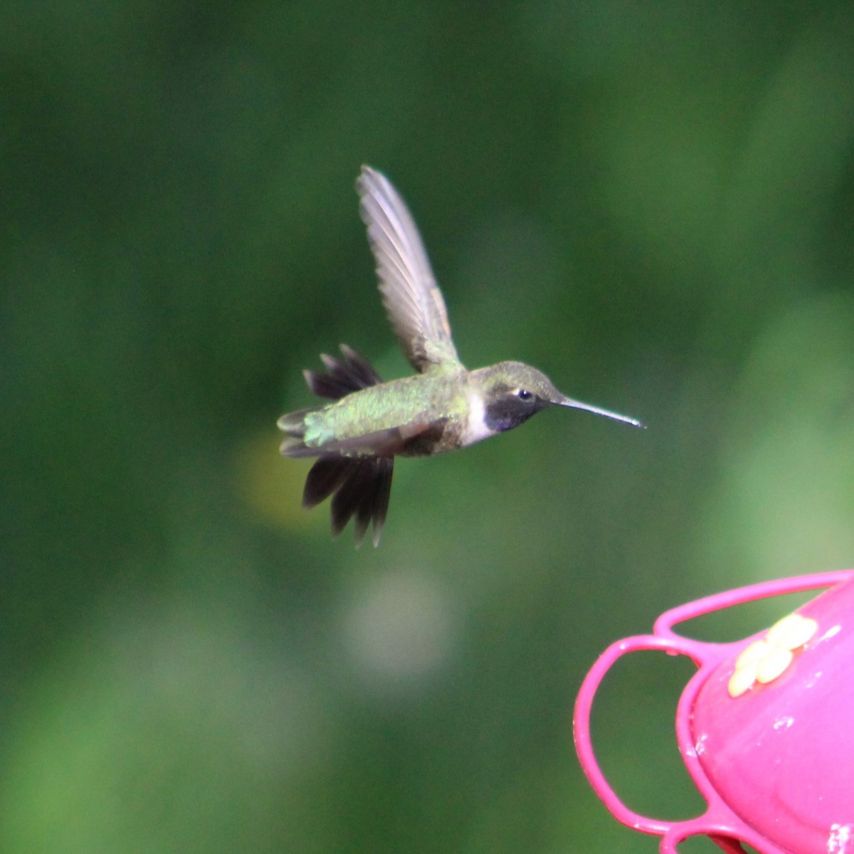 Black-chinned Hummingbird - ML620485903
