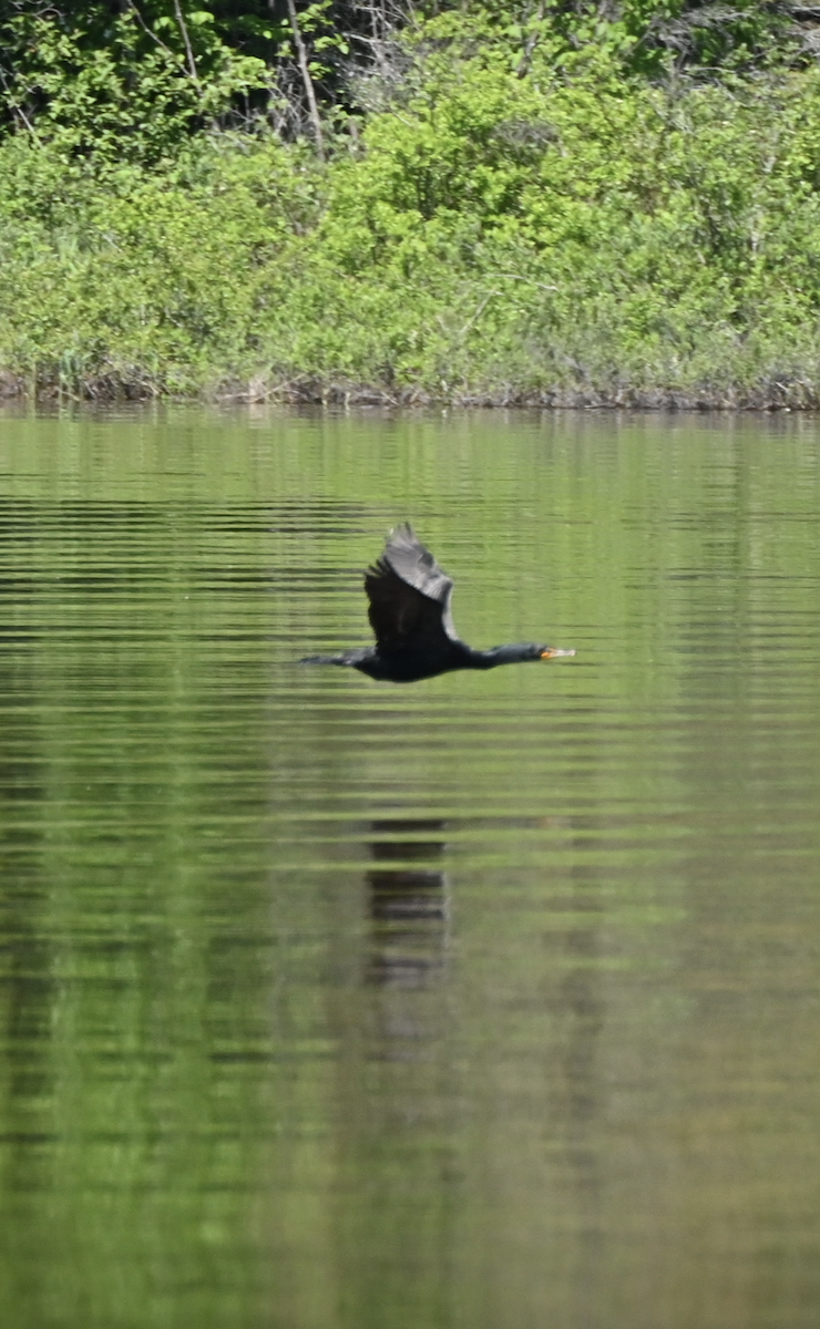 Double-crested Cormorant - ML620485906