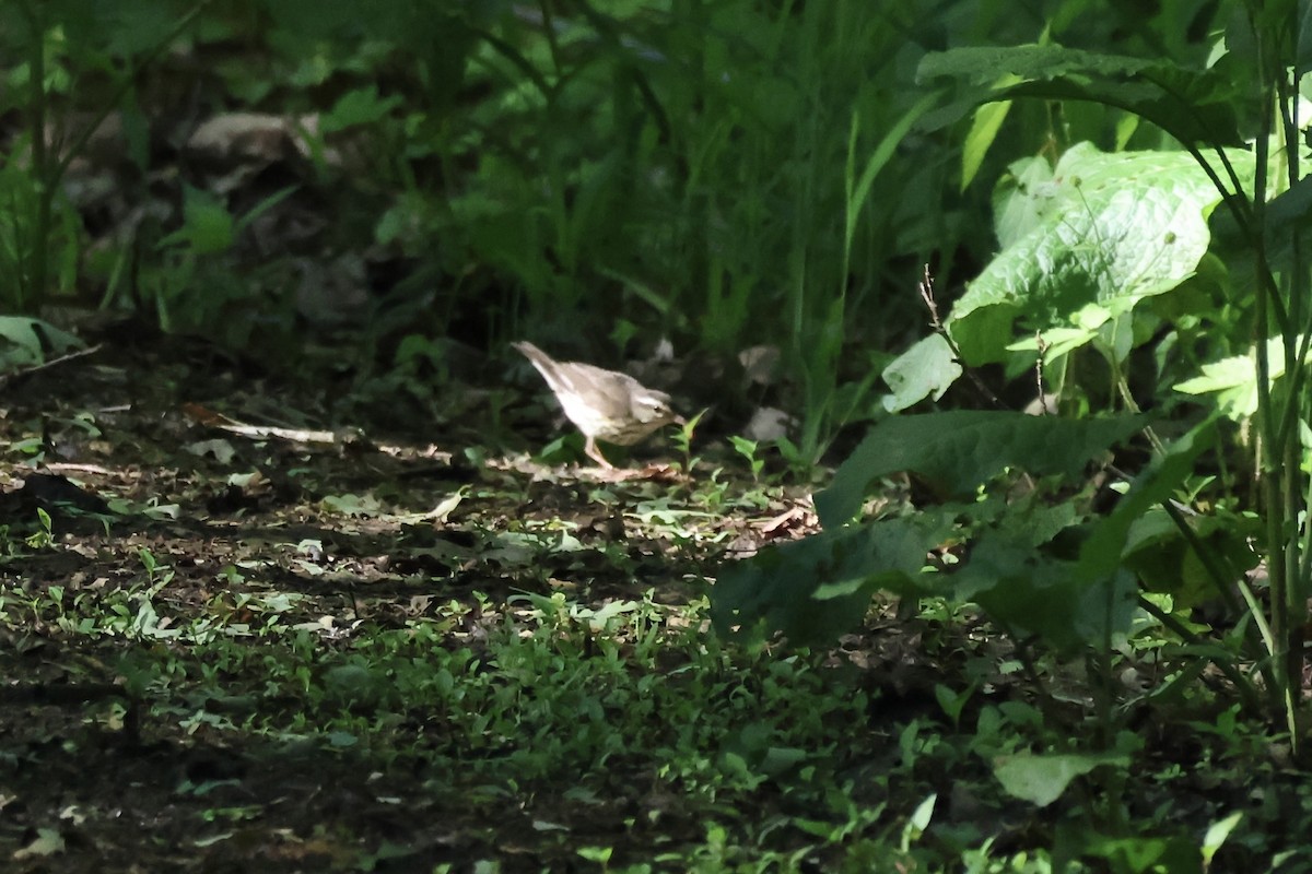 Louisiana Waterthrush - ML620485907