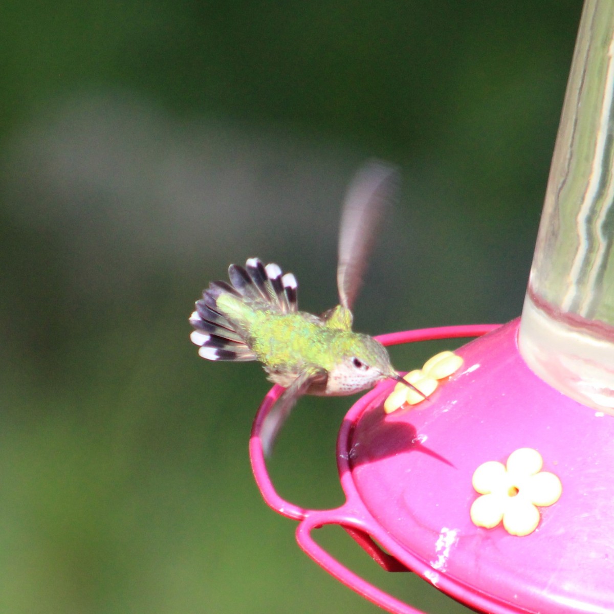 Calliope Hummingbird - ML620485908