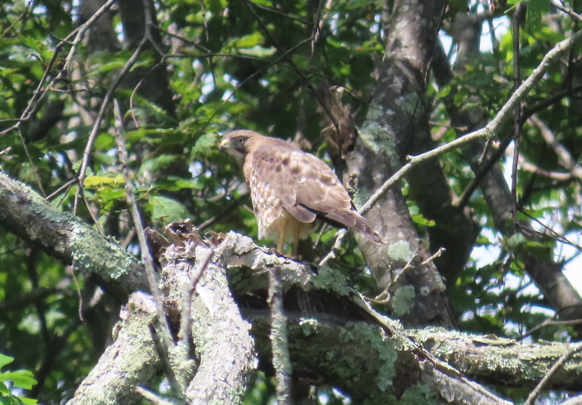 Broad-winged Hawk - ML620485909