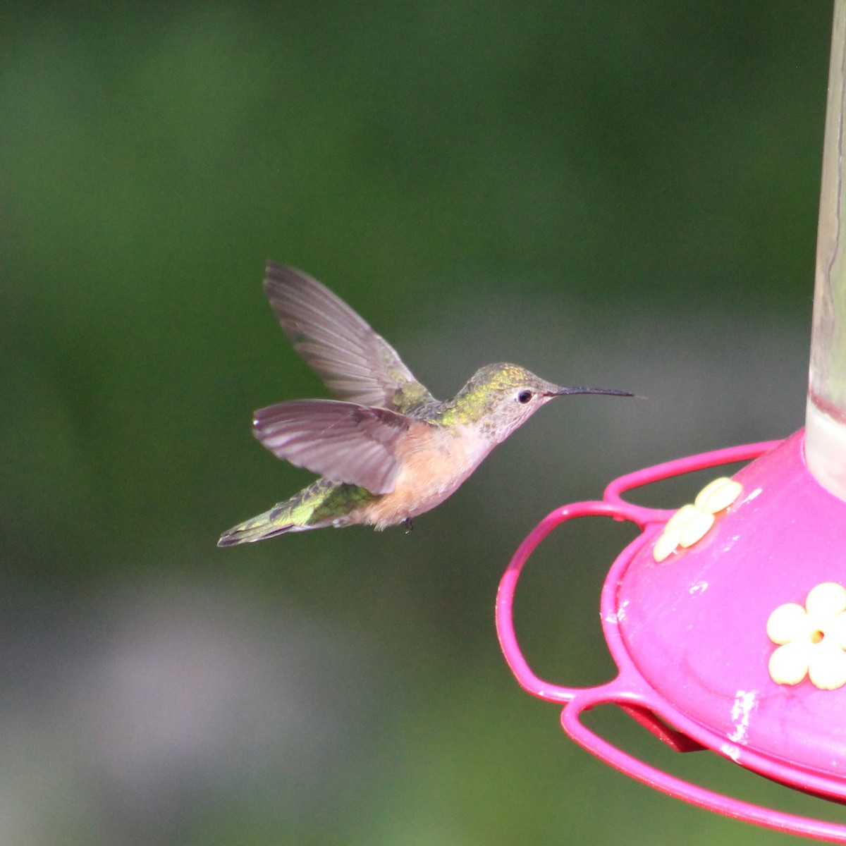 Broad-tailed Hummingbird - ML620485913