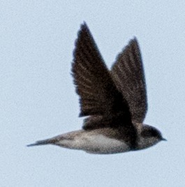 Bank Swallow - ML620485914