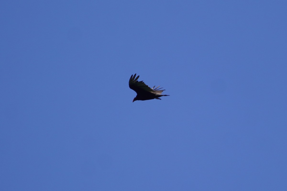 Turkey Vulture - ML620485915