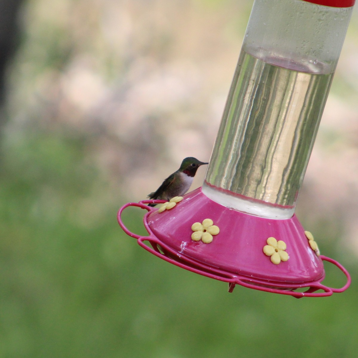 Broad-tailed Hummingbird - ML620485918
