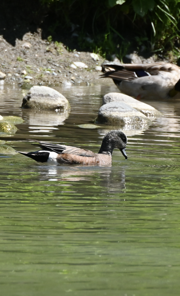 American Wigeon - ML620485919