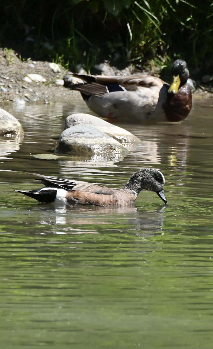 American Wigeon - ML620485920