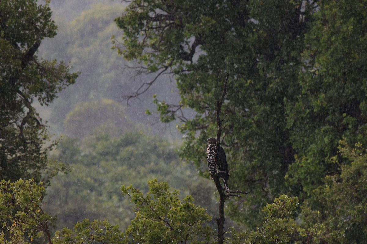 Crowned Eagle - Frank Willems - Birding Zambia