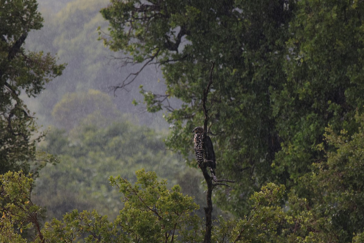 Crowned Eagle - ML620485925