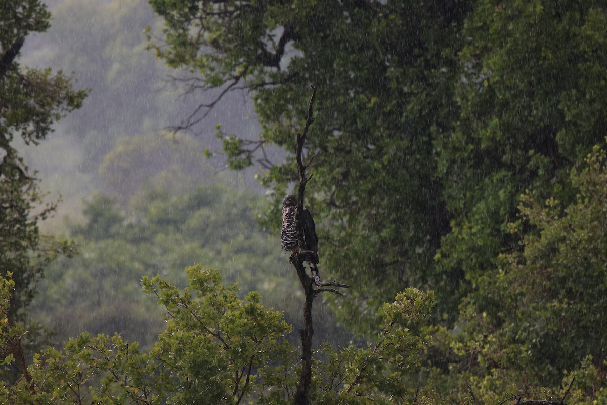 Crowned Eagle - ML620485927