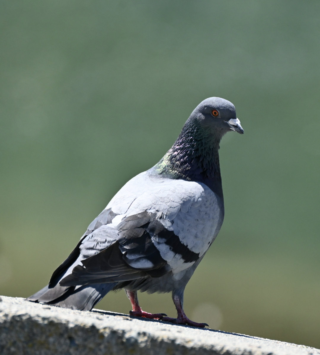 Pigeon biset (forme domestique) - ML620485948