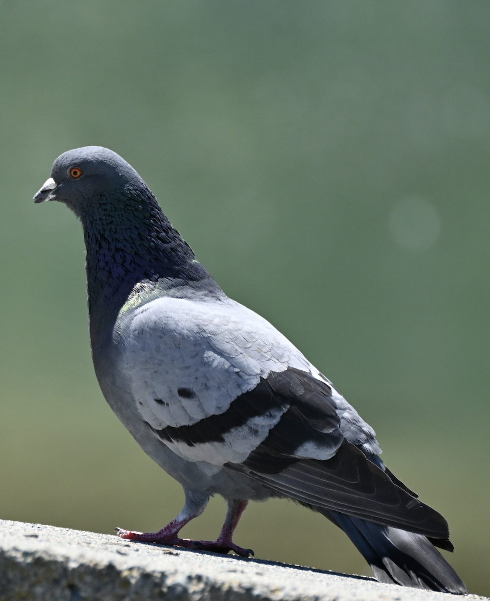 Rock Pigeon (Feral Pigeon) - ML620485949