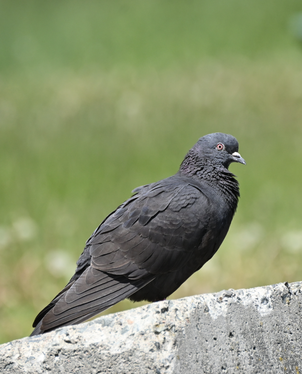 Rock Pigeon (Feral Pigeon) - ML620485950
