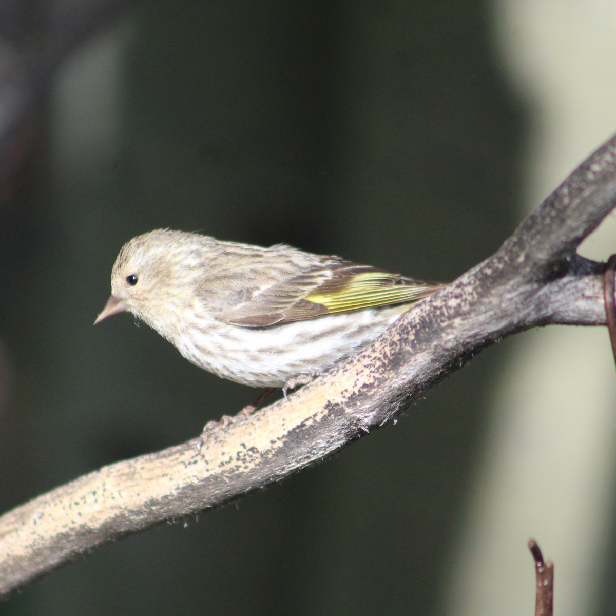 Pine Siskin - ML620485953