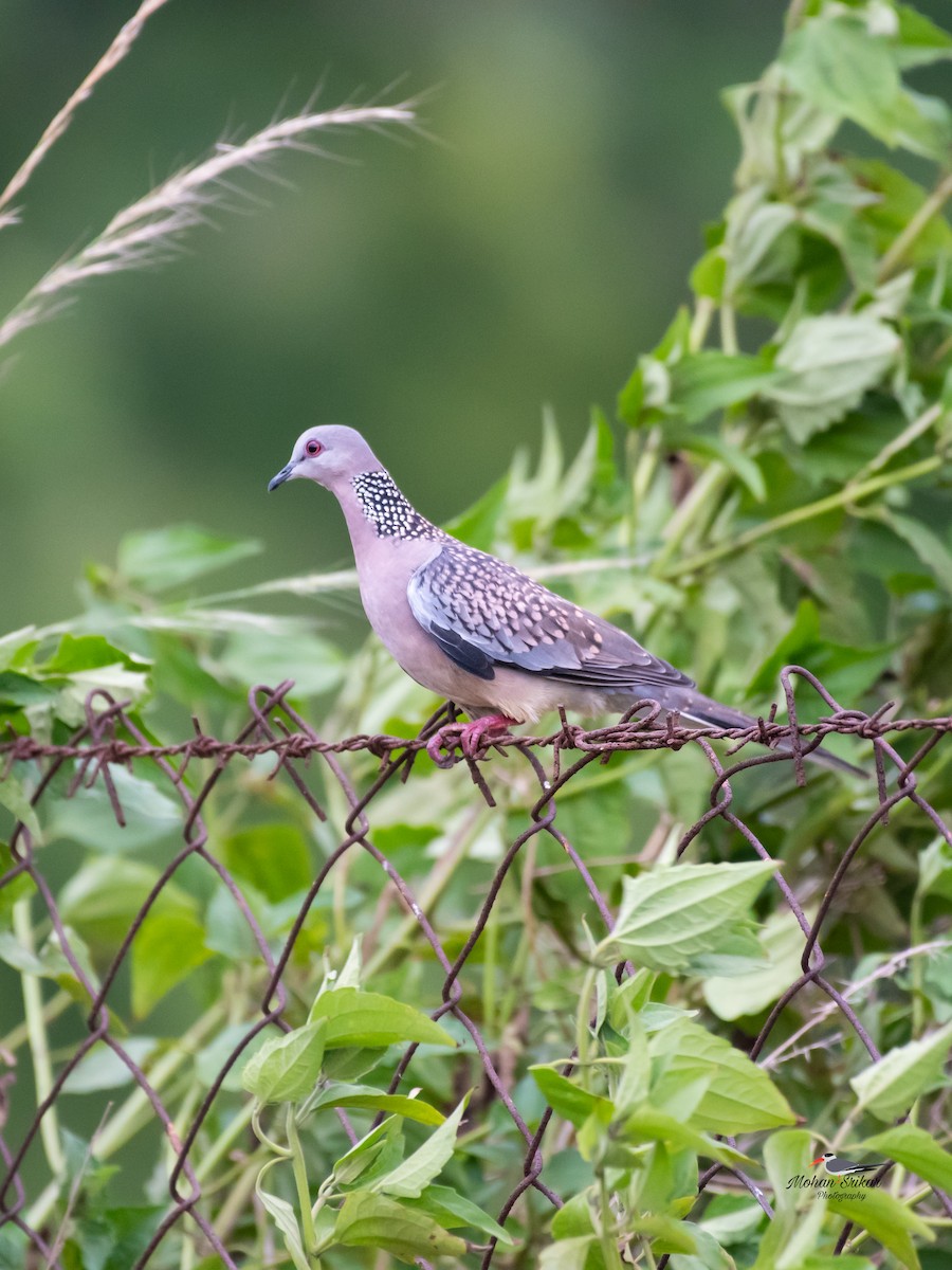 Spotted Dove - ML620485964