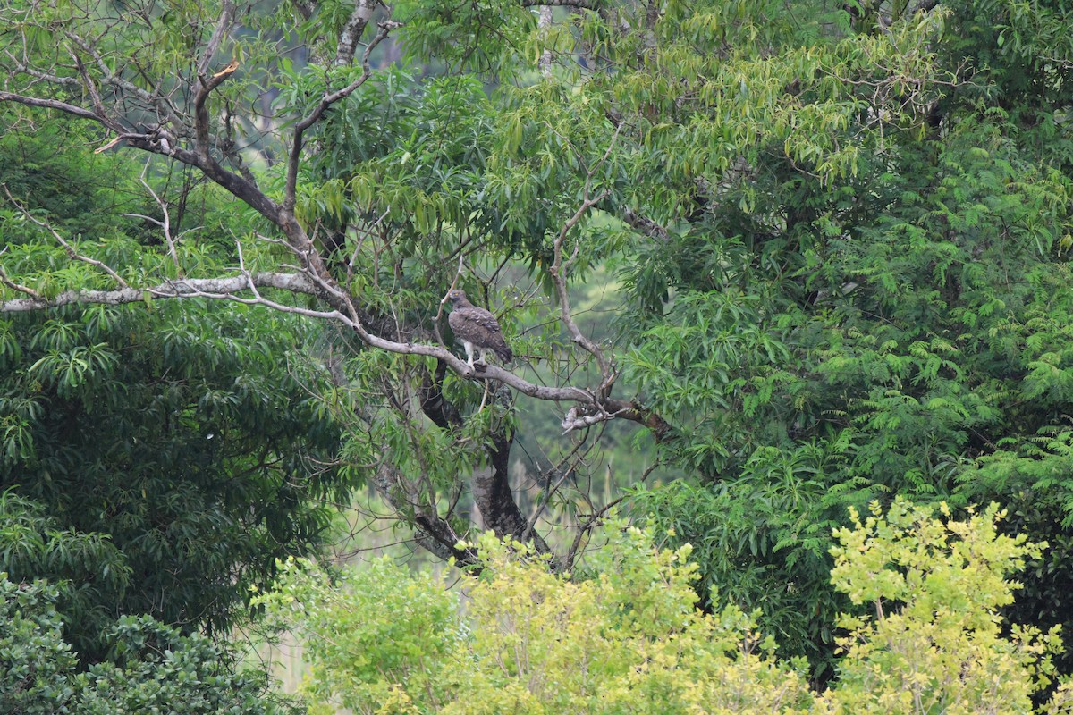 Martial Eagle - ML620485968