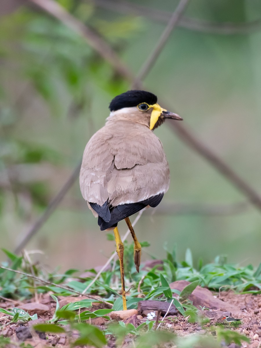 Yellow-wattled Lapwing - ML620485970