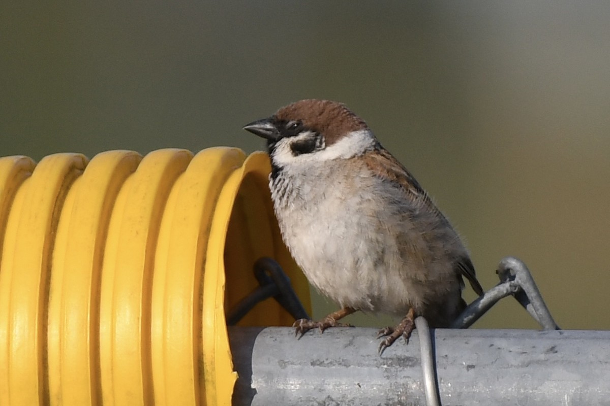 Eurasian Tree Sparrow - ML620485972