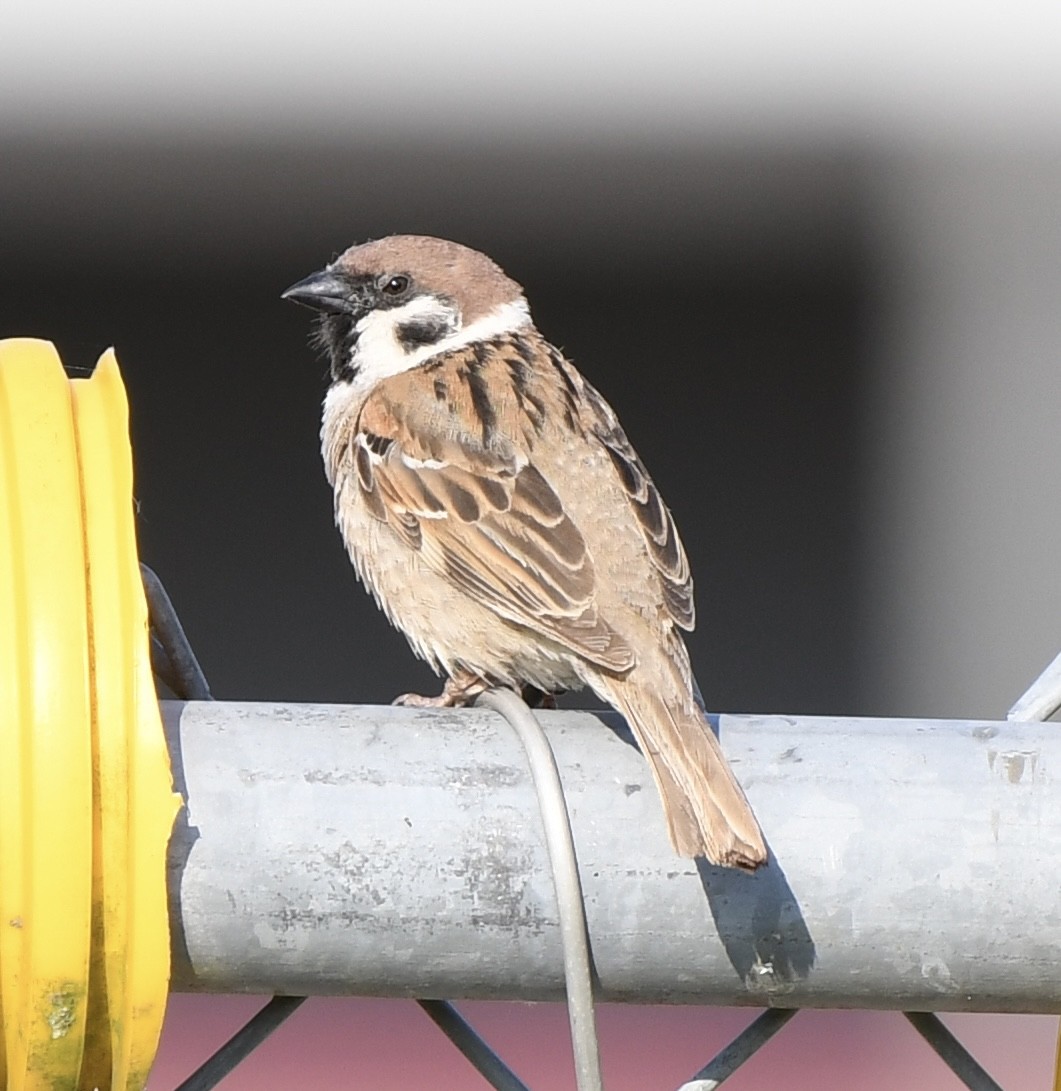 Eurasian Tree Sparrow - ML620485973