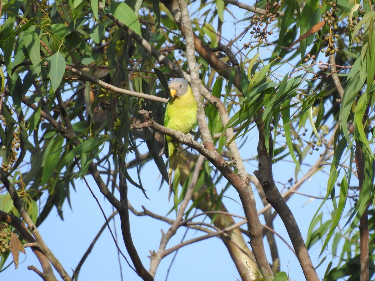 Plum-headed Parakeet - ML620485982