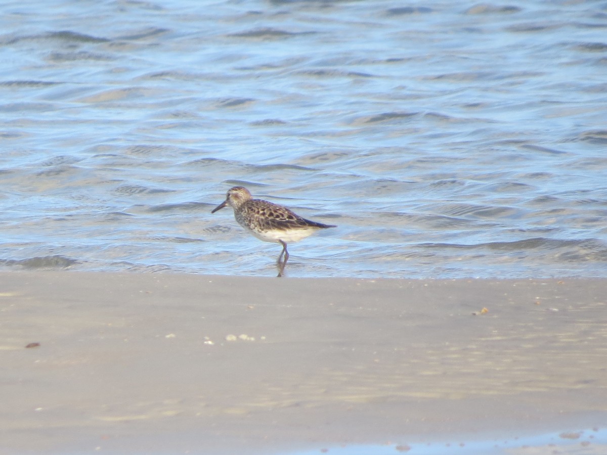 Calidris sp. (peep sp.) - ML620485983