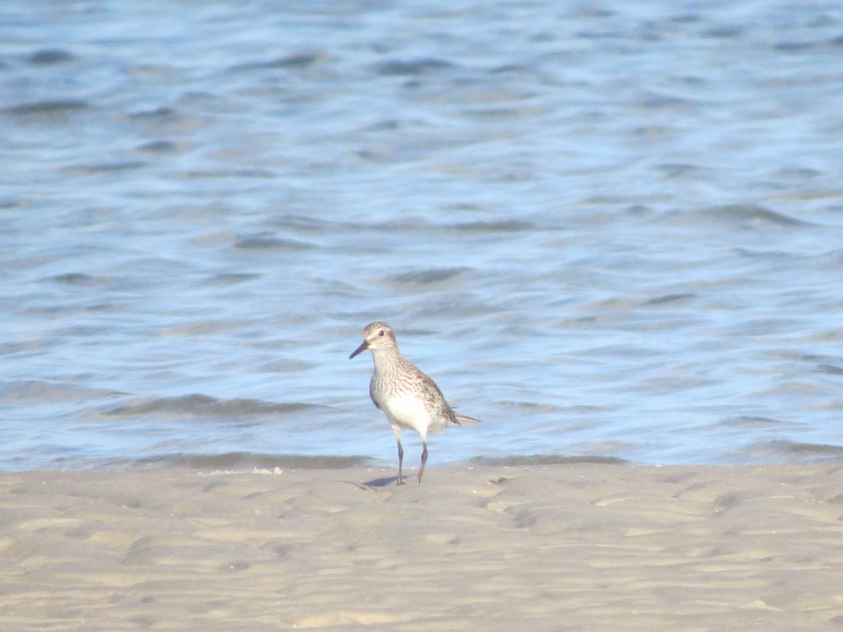 Calidris sp. (peep sp.) - ML620485984