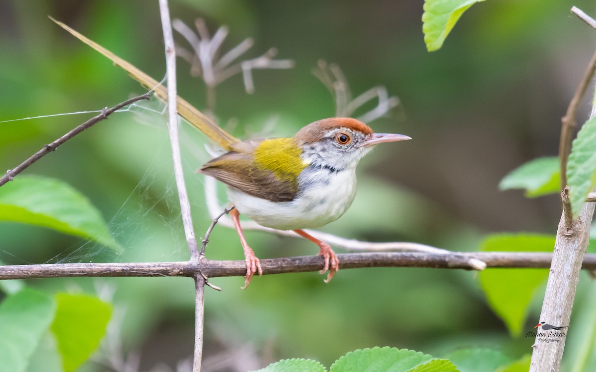 Rotstirn-Schneidervogel - ML620485988