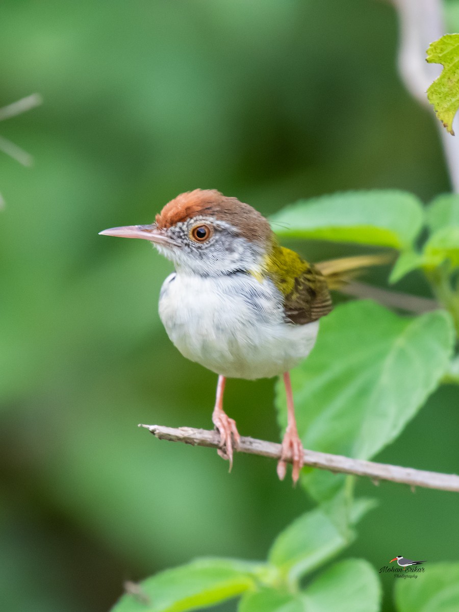 Common Tailorbird - ML620485989