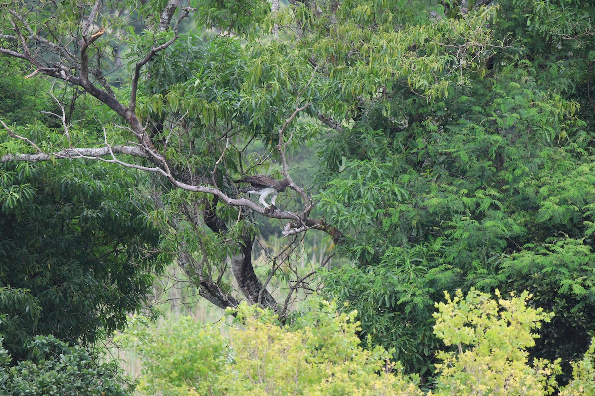 Martial Eagle - ML620485990