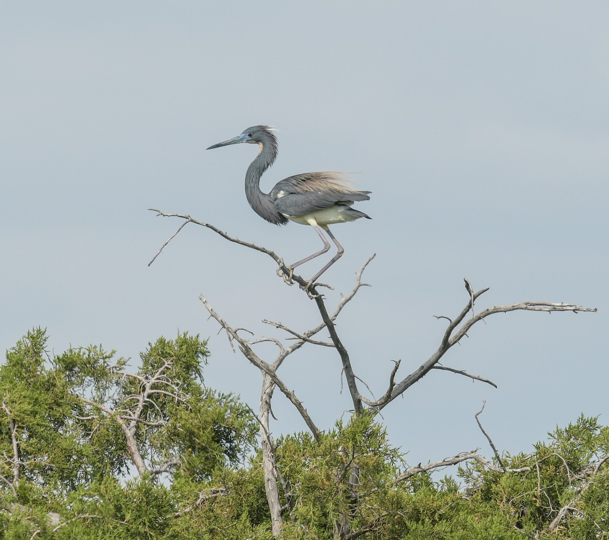 Tricolored Heron - ML620485993