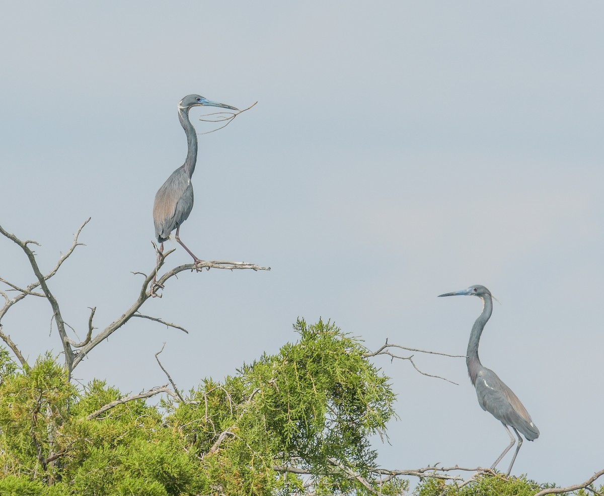 Tricolored Heron - ML620485994