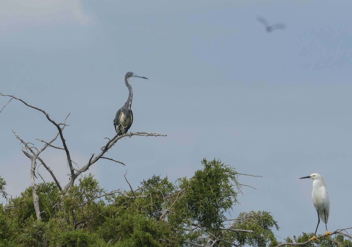 Tricolored Heron - ML620485995