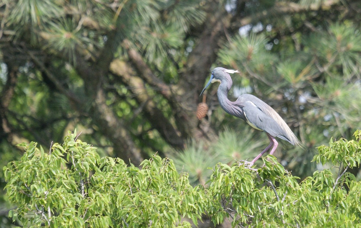 Tricolored Heron - ML620485996