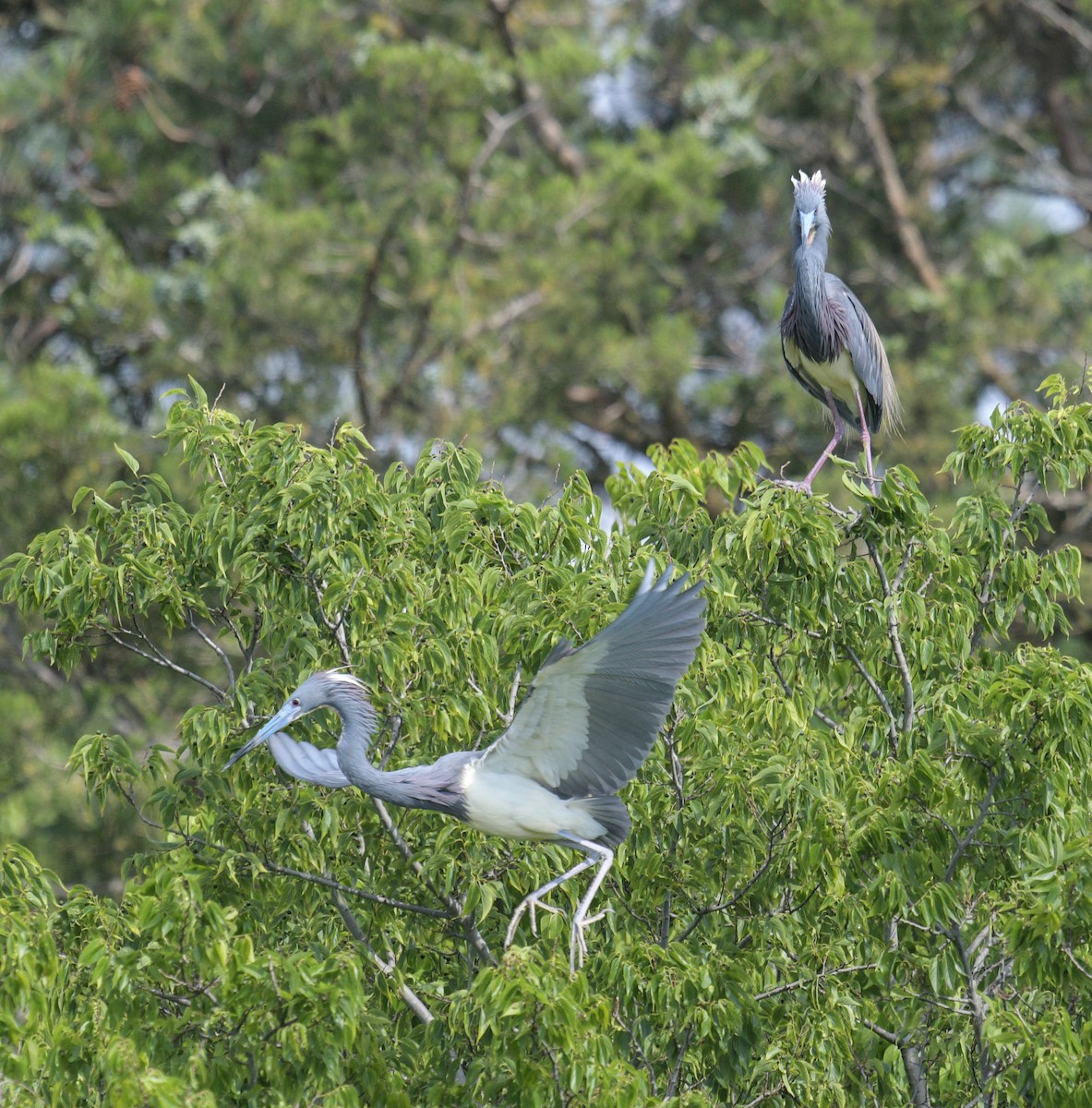 Tricolored Heron - ML620485997