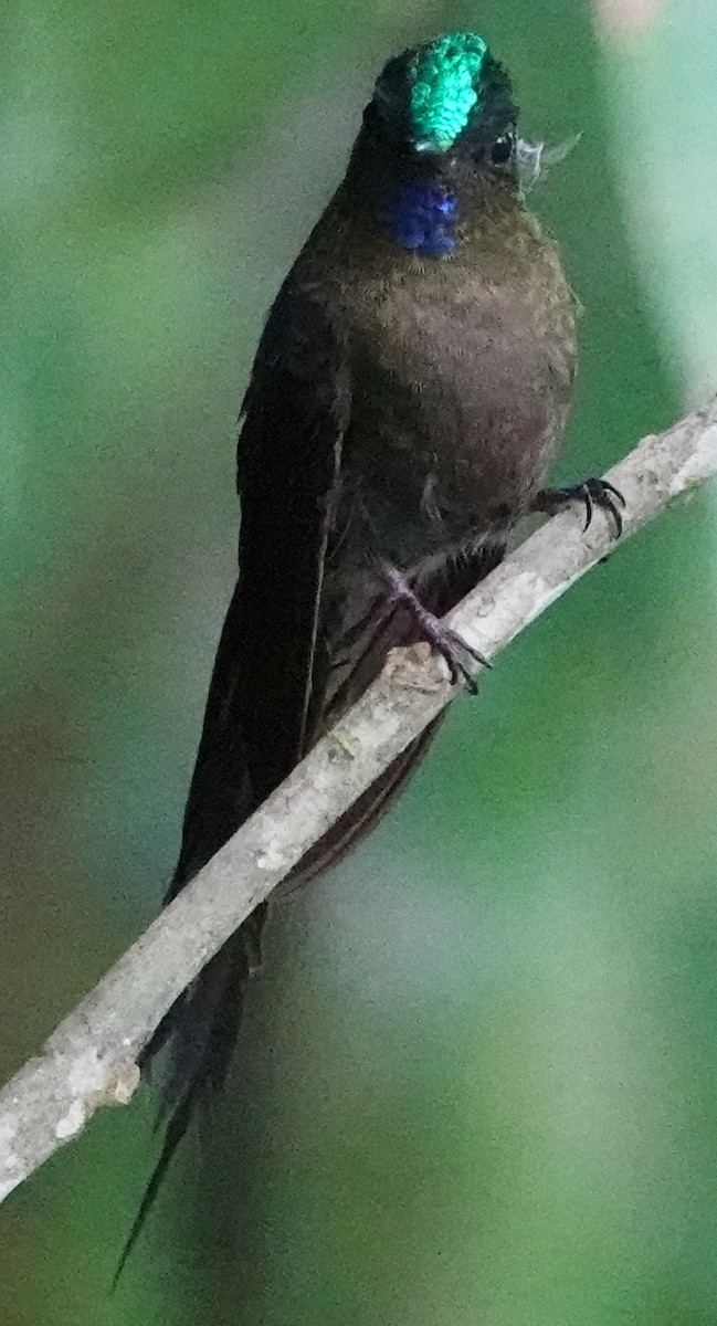 Violet-tailed Sylph - ML620485999