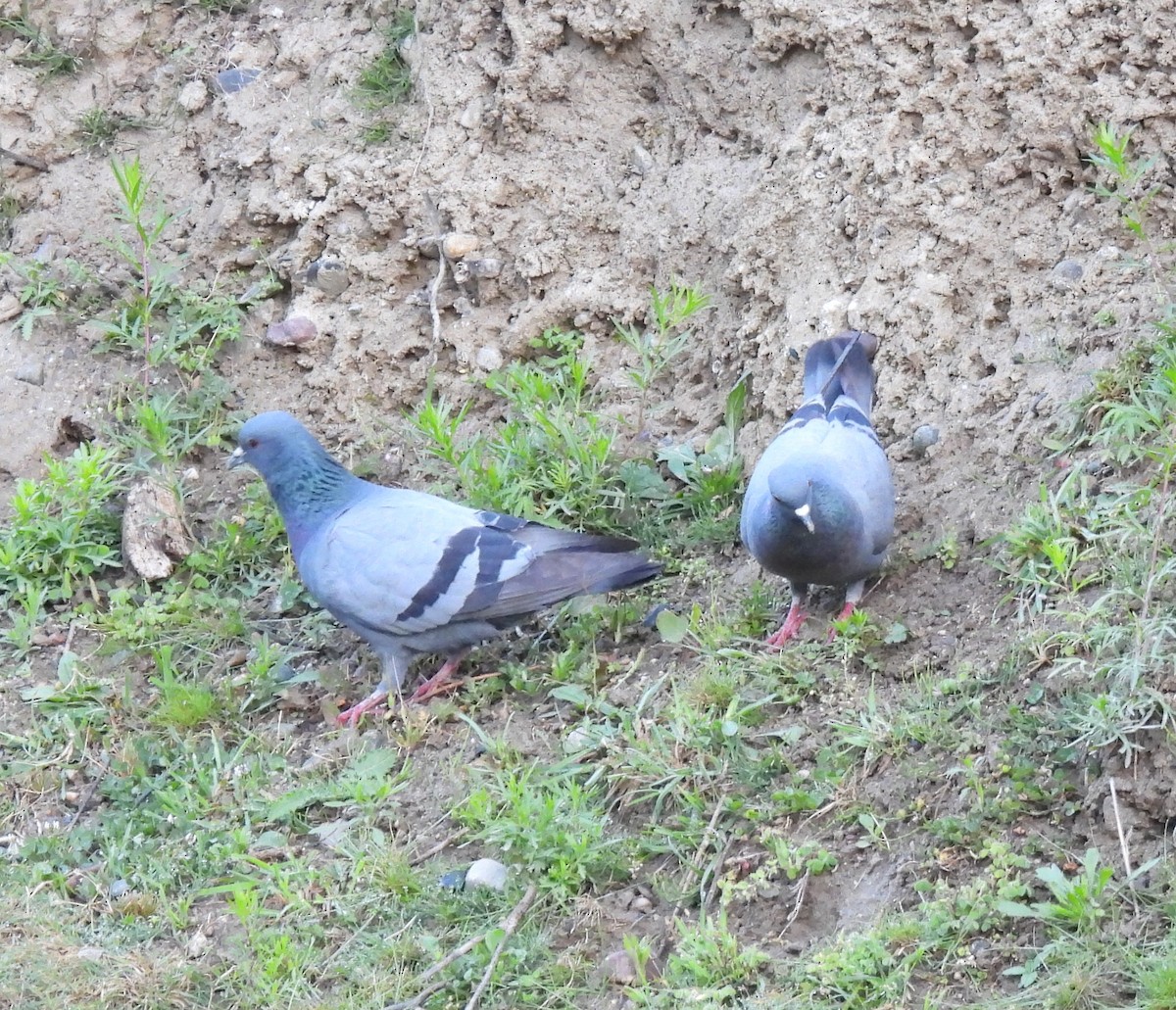Rock Pigeon (Feral Pigeon) - ML620486000