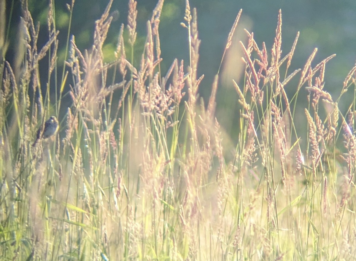 Henslow's Sparrow - ML620486005