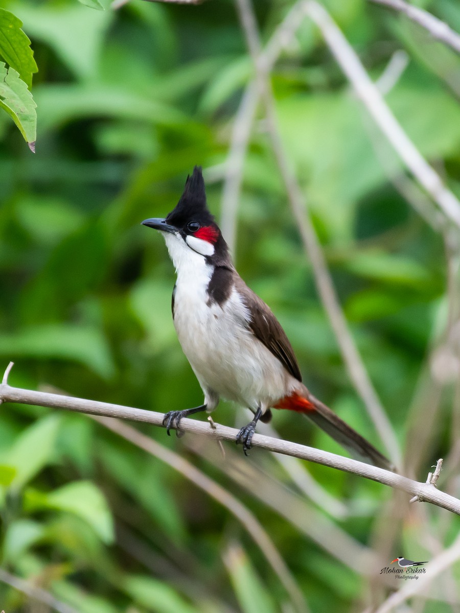 Red-whiskered Bulbul - ML620486008