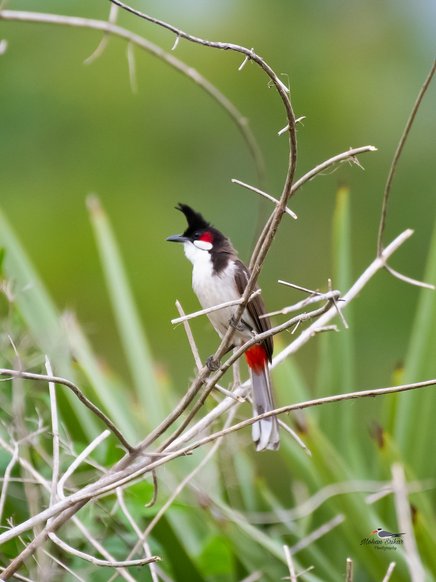 Red-whiskered Bulbul - ML620486009