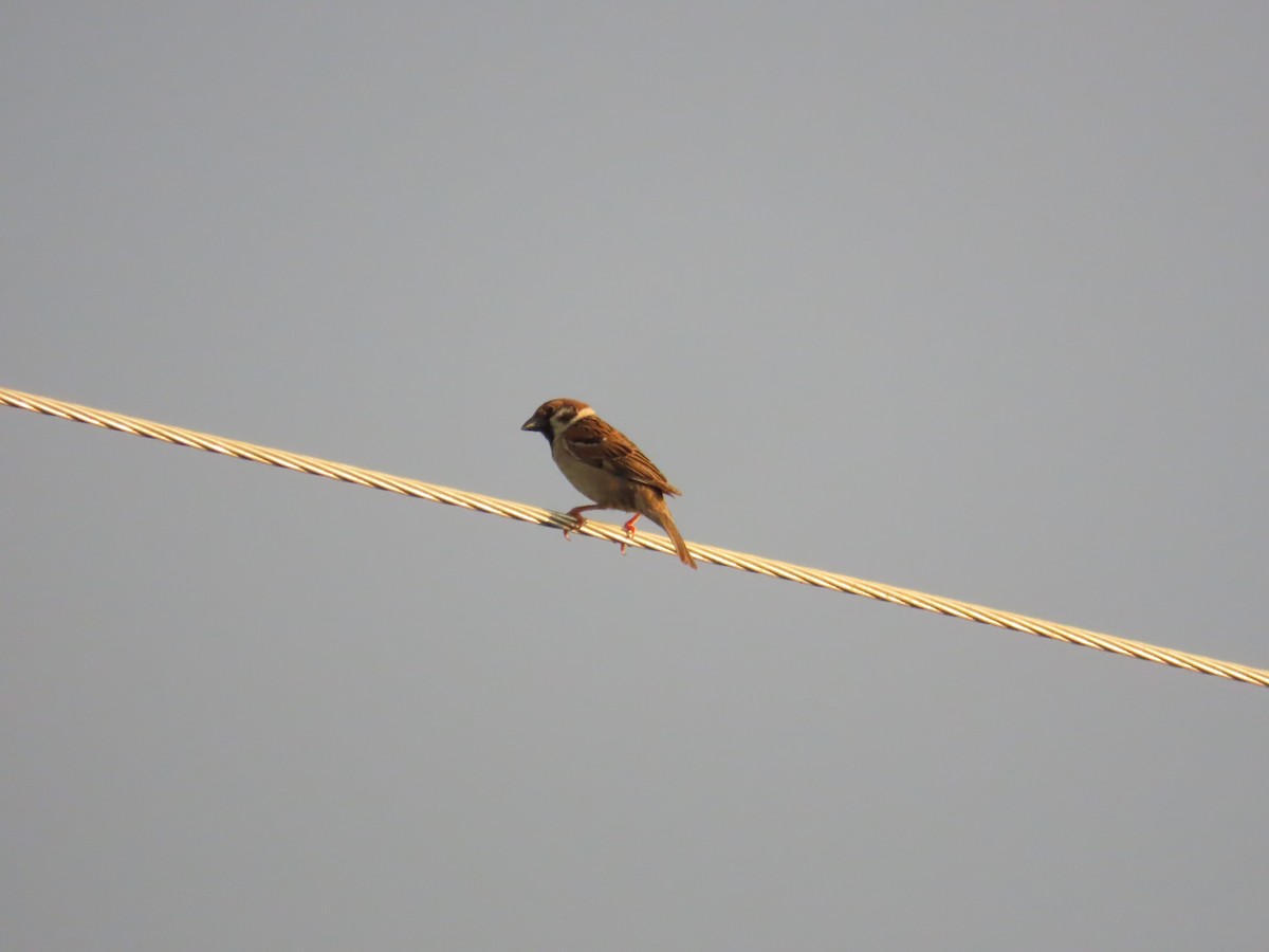 Eurasian Tree Sparrow - ML620486013