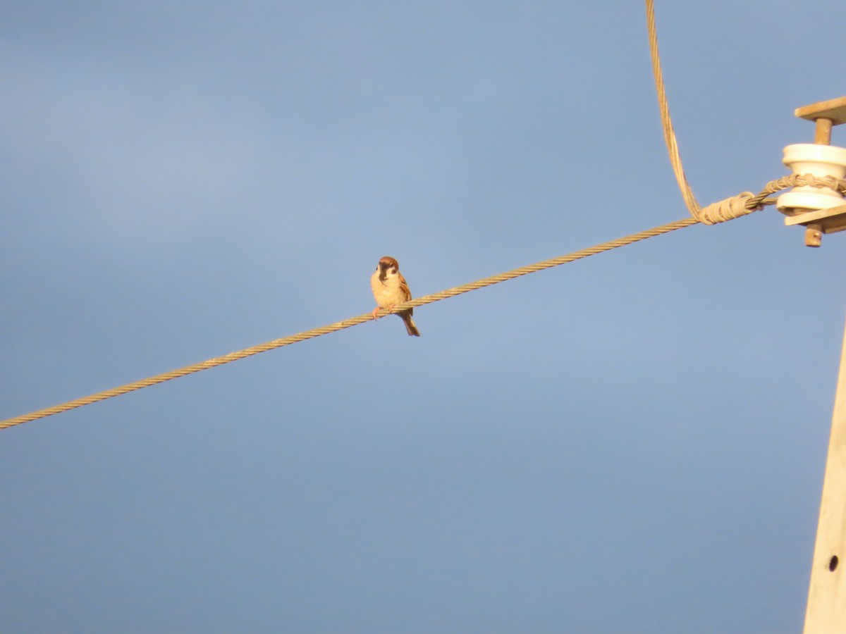 Eurasian Tree Sparrow - ML620486015