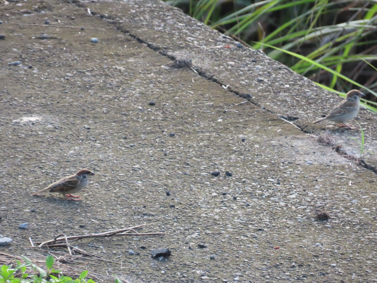 Eurasian Tree Sparrow - ML620486018