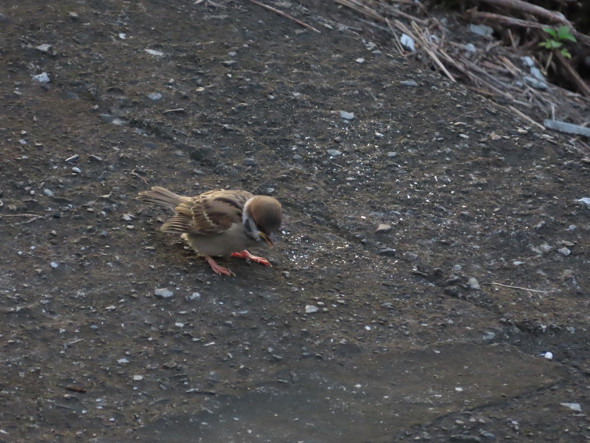 Eurasian Tree Sparrow - ML620486019