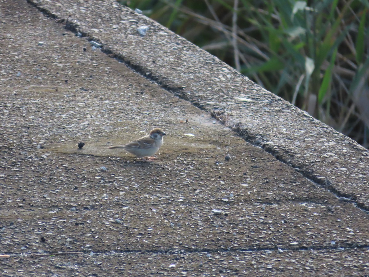 Eurasian Tree Sparrow - ML620486022