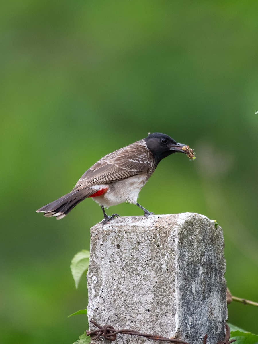 Red-vented Bulbul - ML620486023